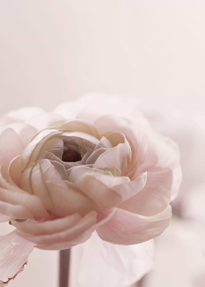 THE ROSE - PINK