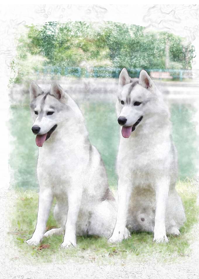 Siberian Husky couple