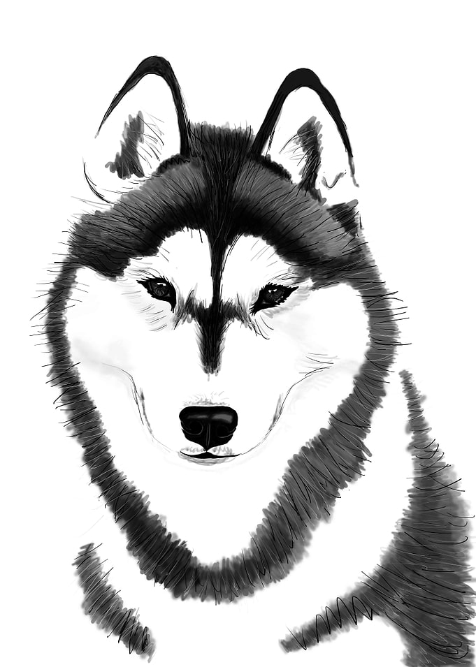 Siberian Husky