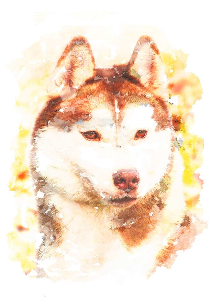 Siberian Husky