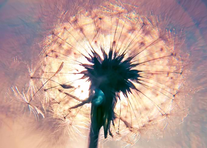 Dandelion