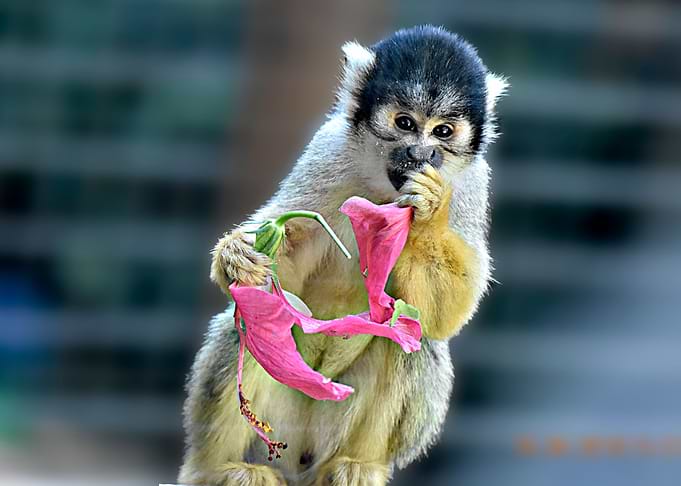 hungry monkey
