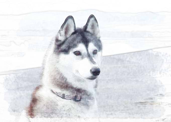 Siberian Husky