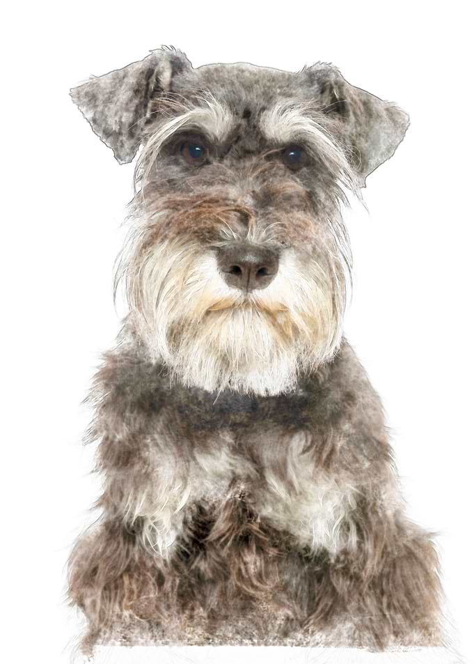 Miniature Schnauzer