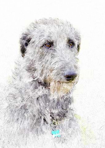 Irish Wolfhound