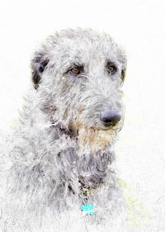 Irish Wolfhound