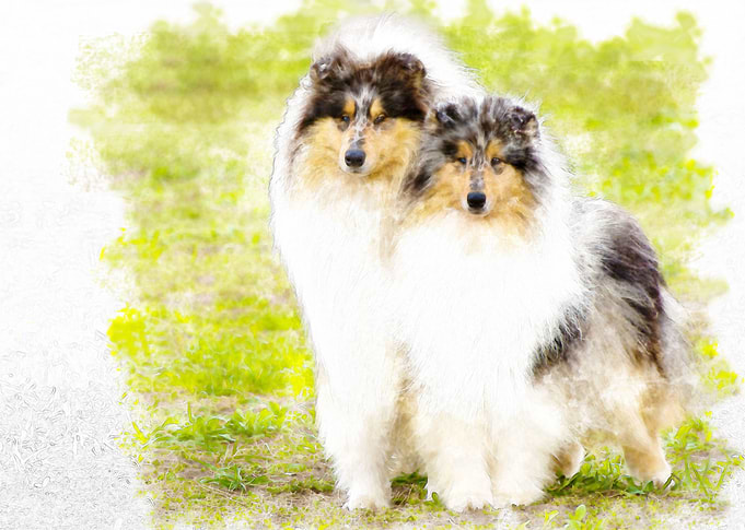 Rough Collie couple