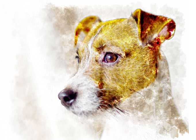 Jack Russel terrier