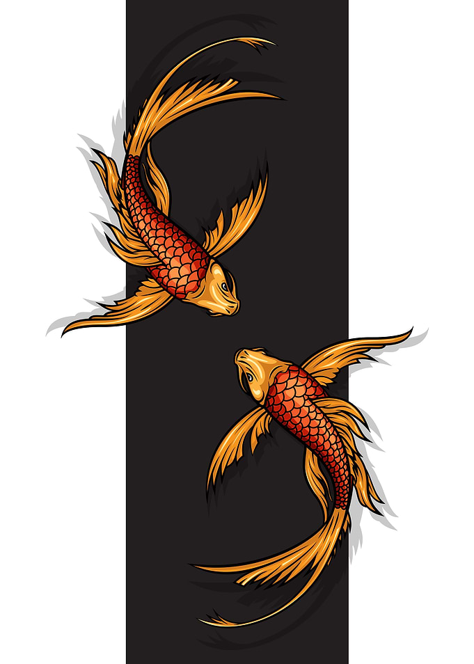 Two Coi carp fishes in vector style.
