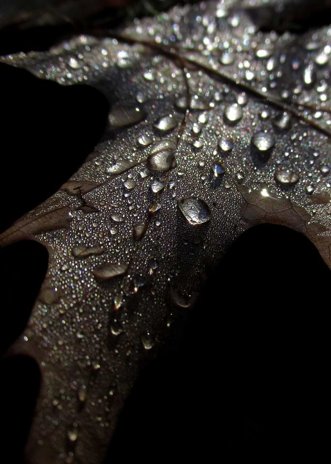 Dew on the leaf in the morning light