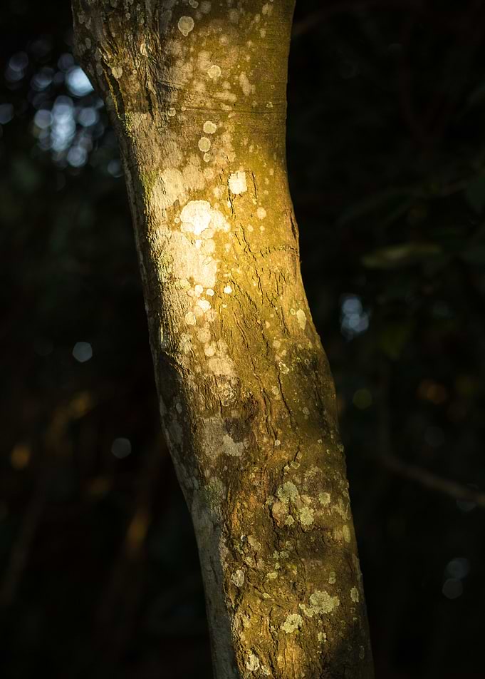 fungus