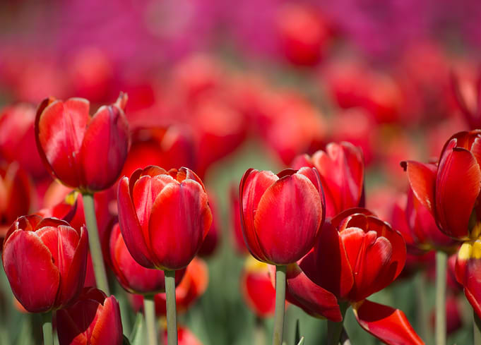 Red Tulip Field