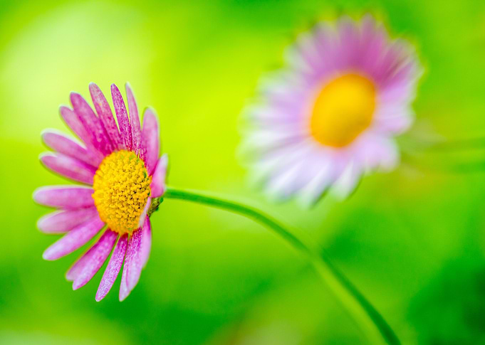 Daisies