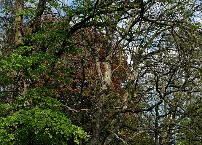 Melody of Trees I