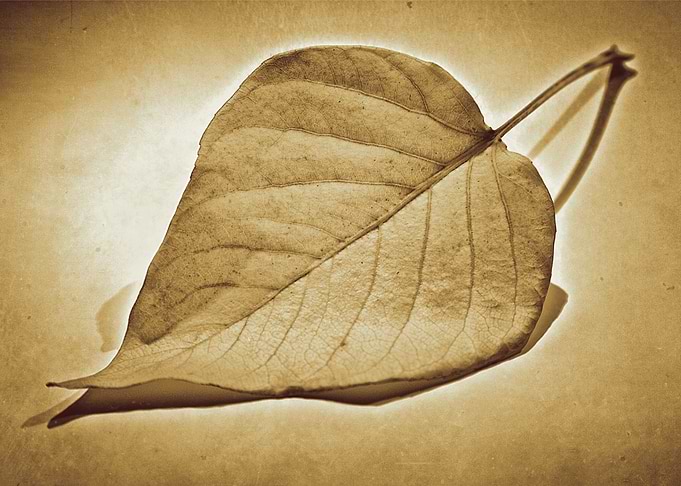 Autumn leaf
