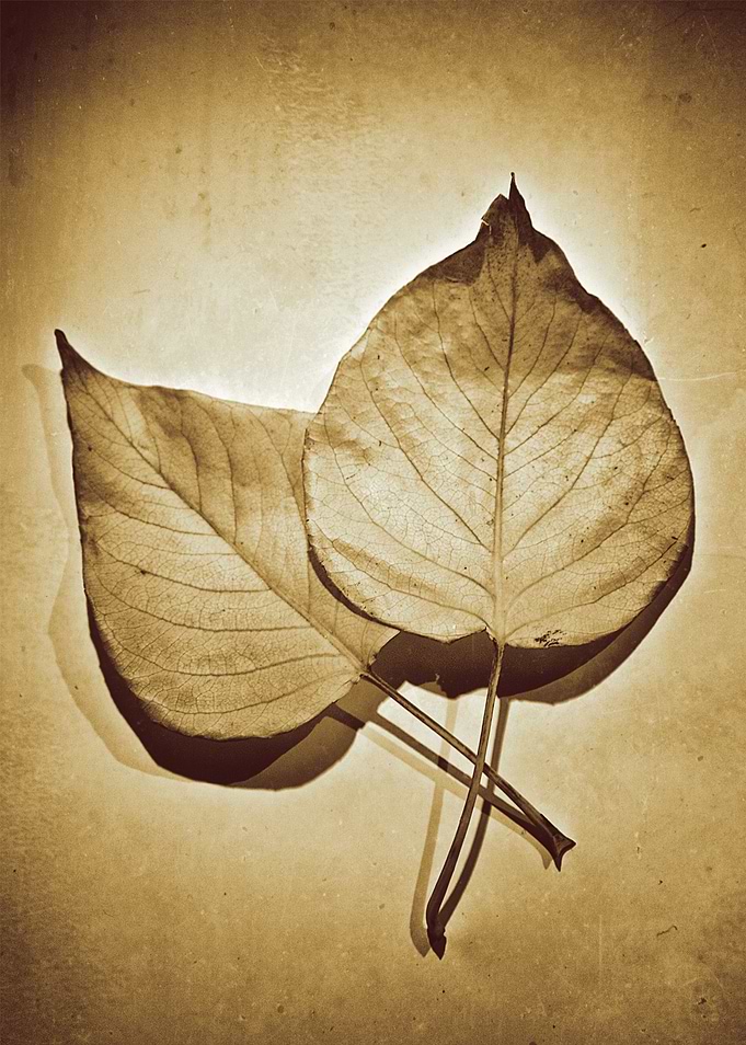 Two leaves
