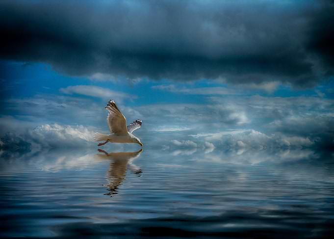 seagull above ocean