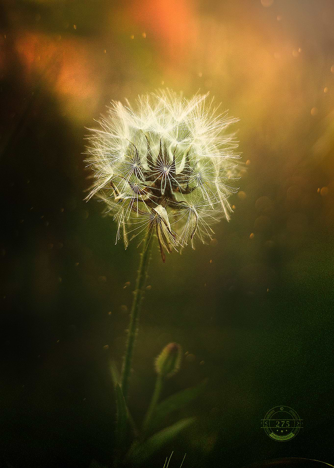 Awakenings