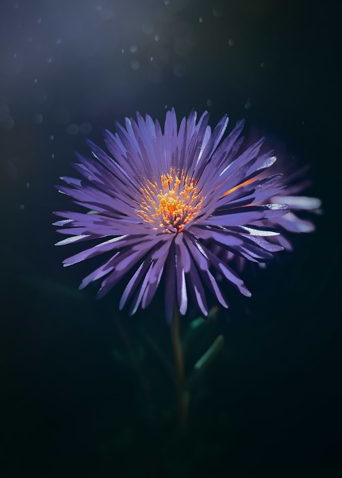 purple star
