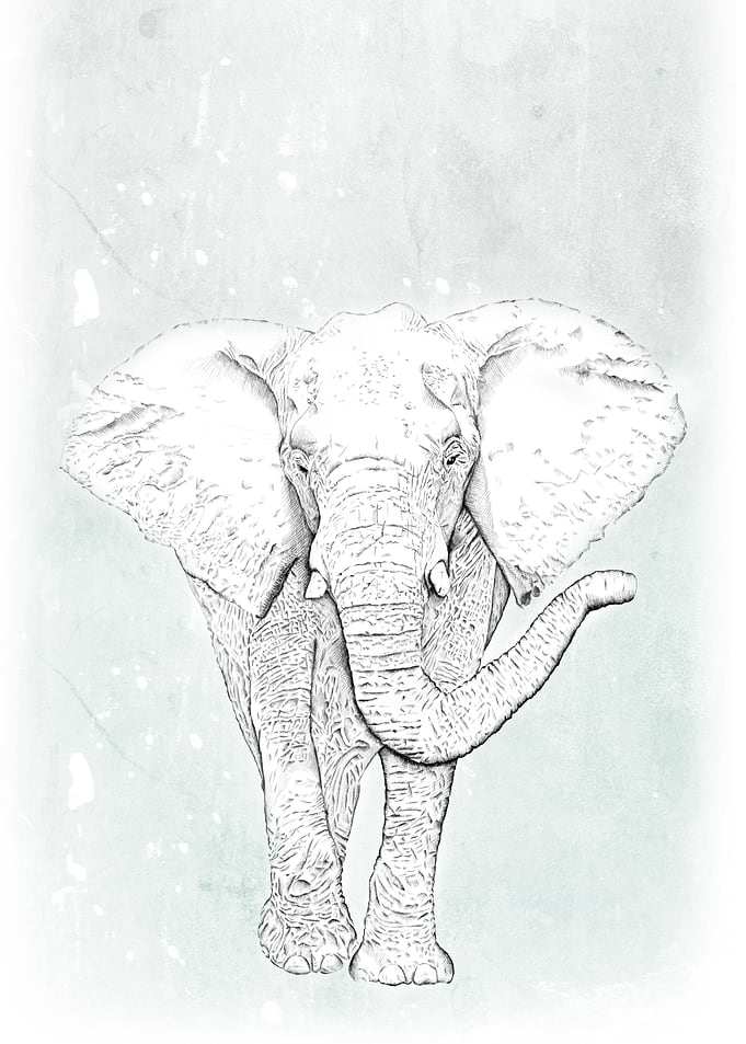 White Elephant