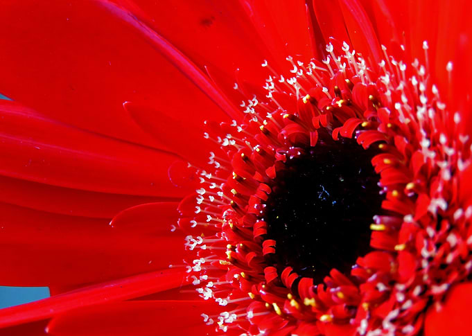 Red Germini close up