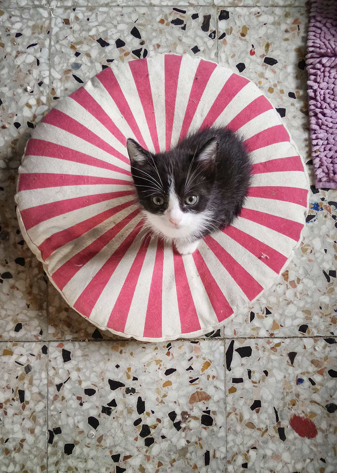 Mr Sock
