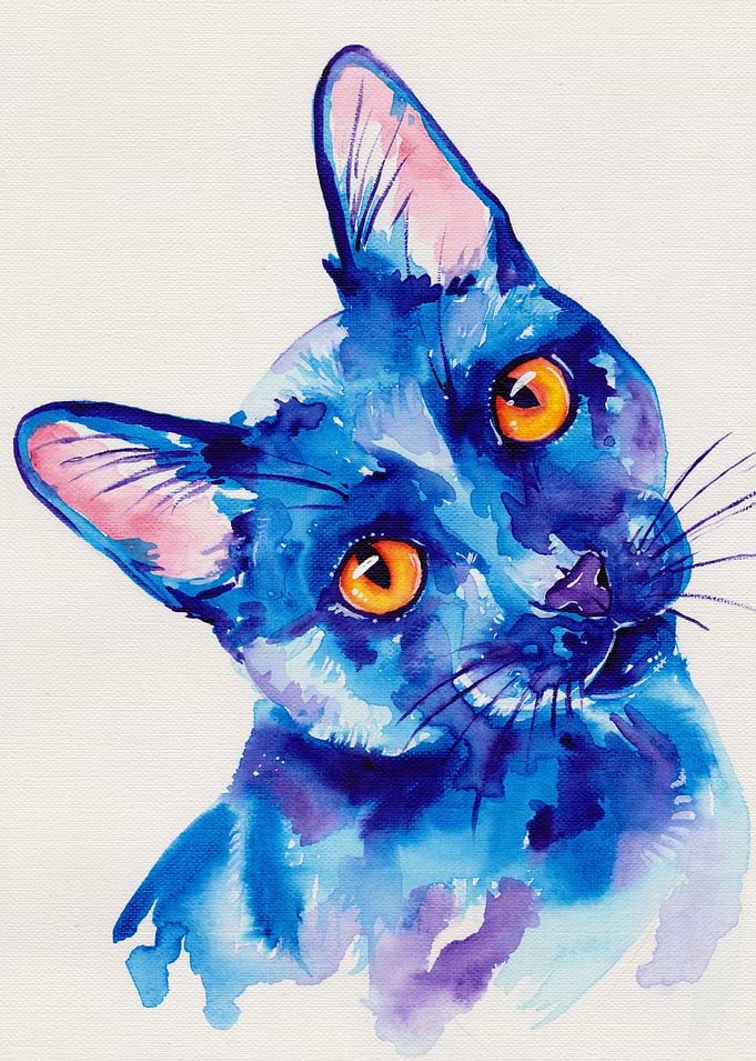 Black cat in blue
