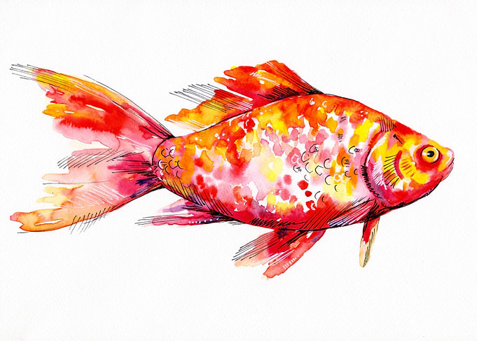 Goldfish Study
