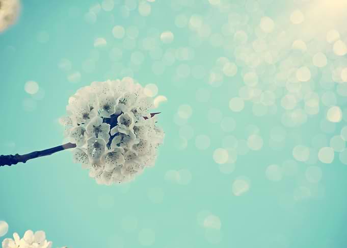 White Cherry Blossom Bokeh
