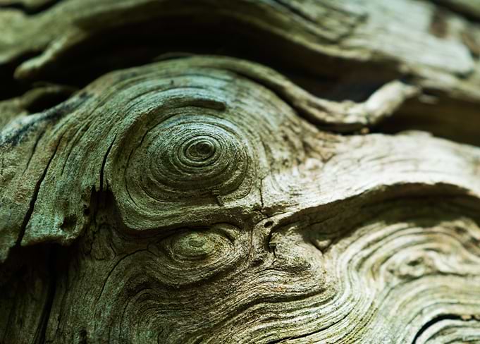 Treelines