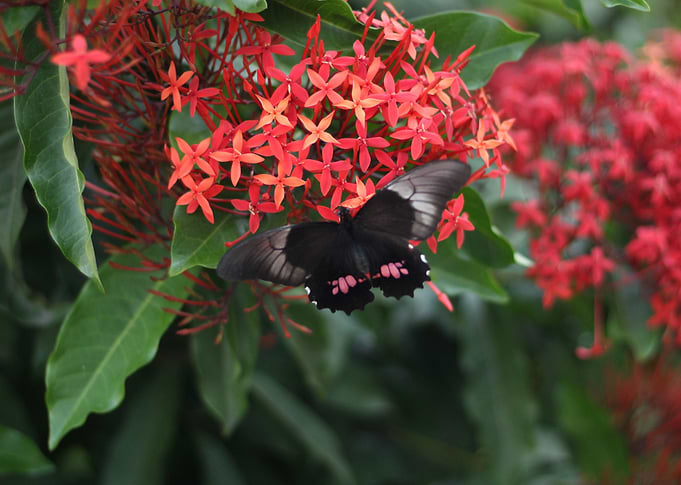Beautyfly