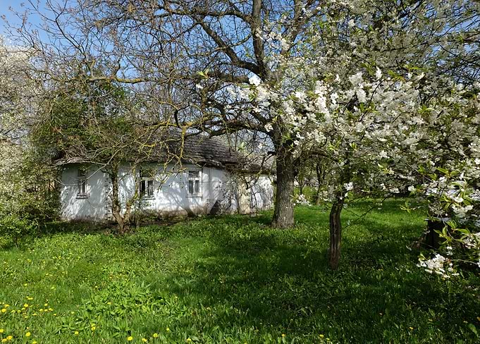 blossom