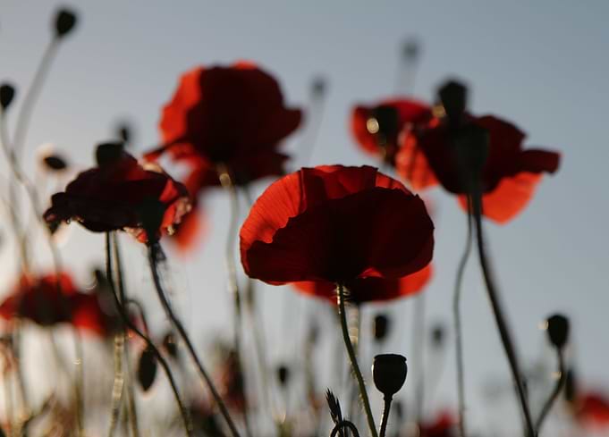 poppy flowers