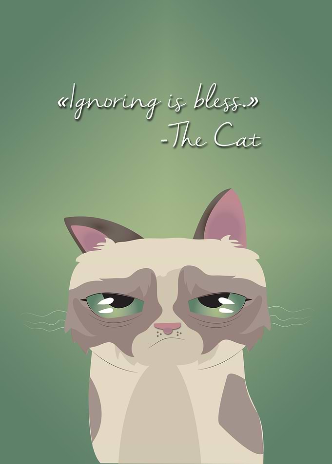 Cat of My Dream