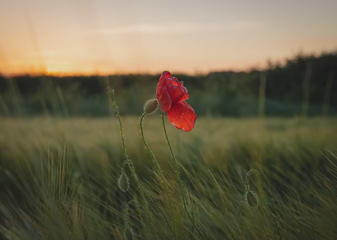 Lone Poppy