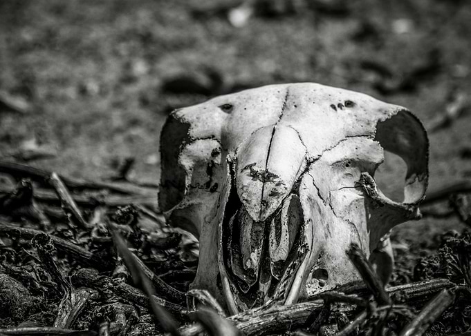 Death In Nature