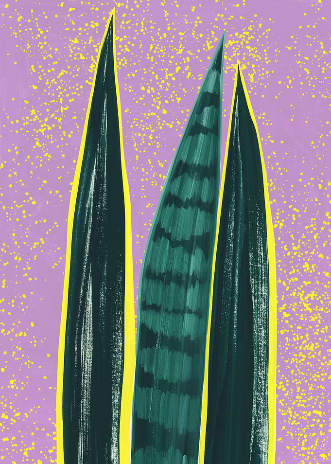 Sansevieria leaves