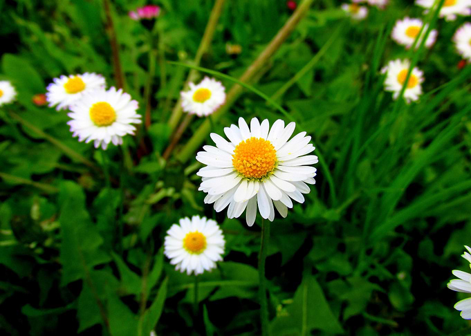 Daisies in the background of the green grass.