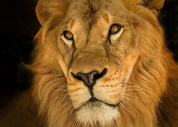 Golden King
