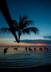 Bent Palm Tree on Koh Tao Island at Sunset