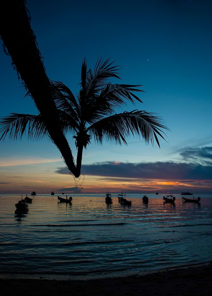 Bent Palm Tree on Koh Tao Island at Sunset