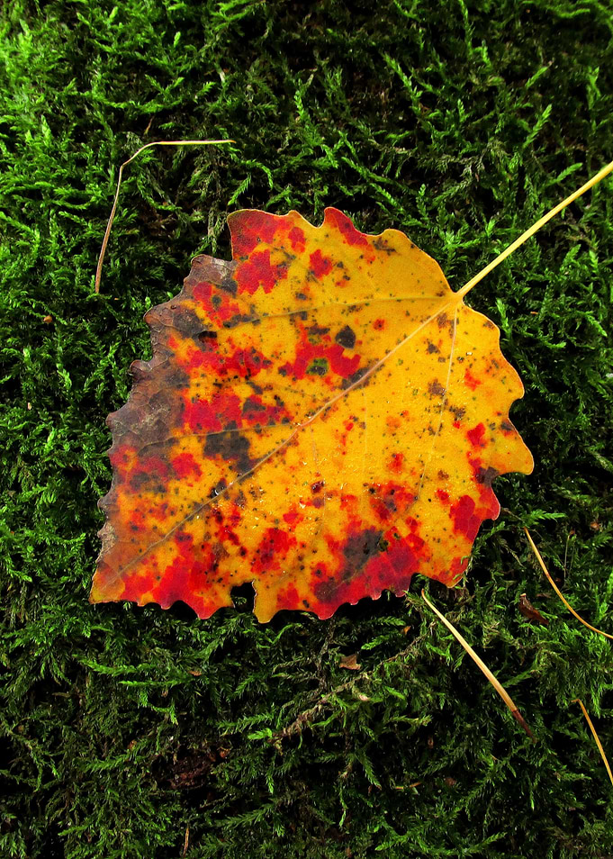 An autumn leaf of populus