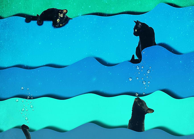 Feline Dreams