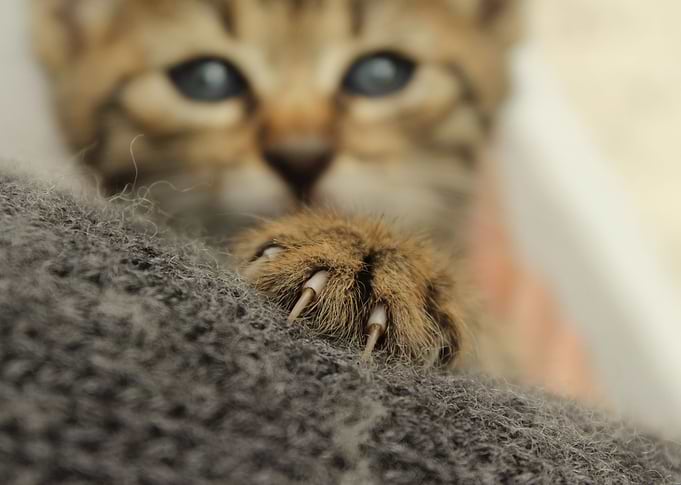 Cute little cat