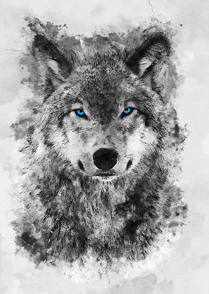 Grey Wolf Blue eyes