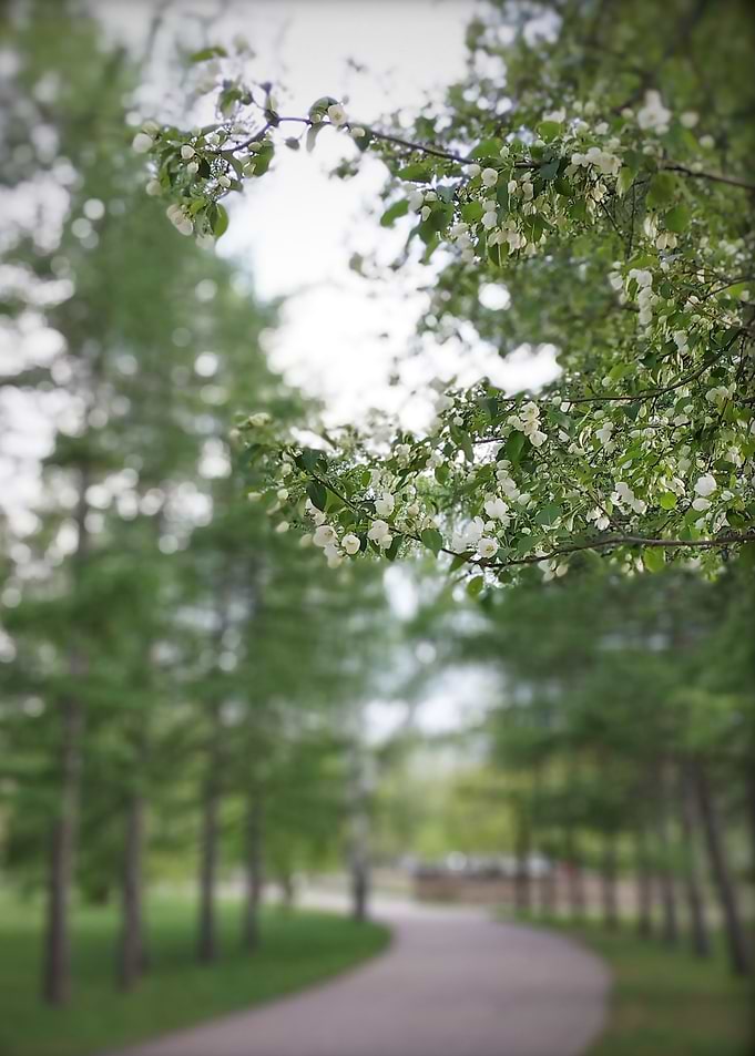 May tree
