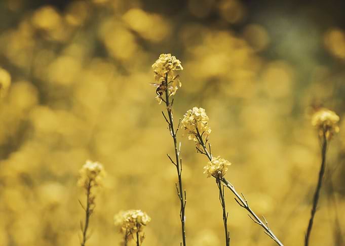 Wildflowers I