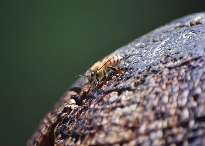 Pollinator