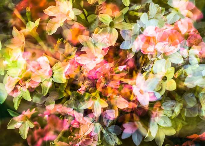flower flow