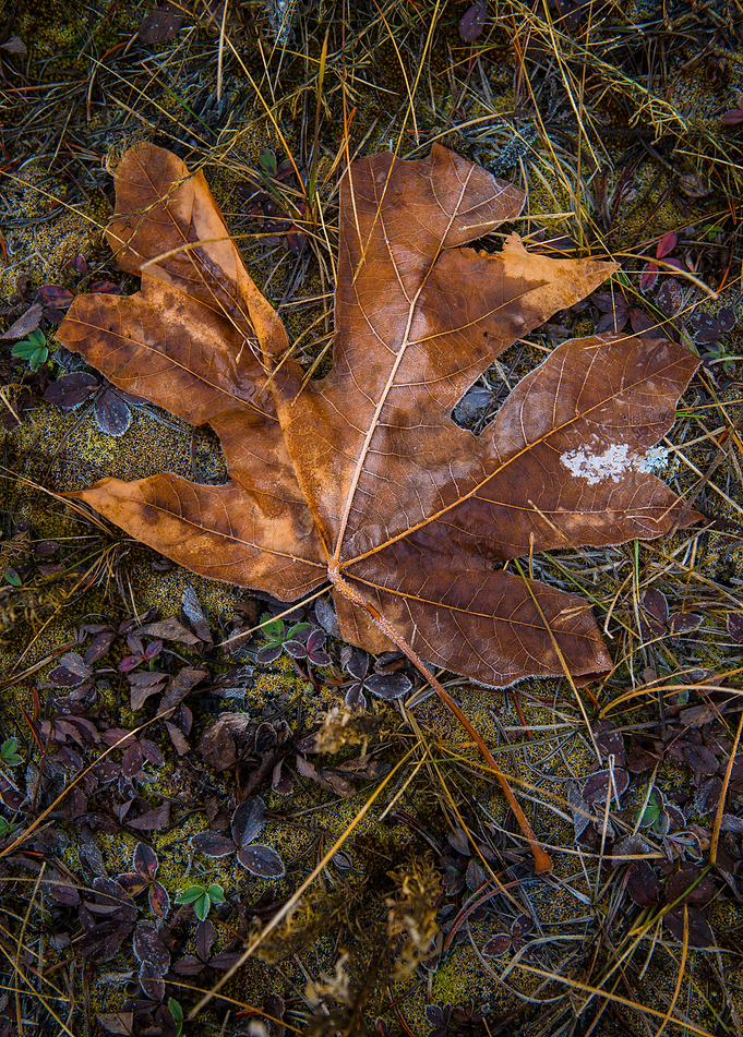 Frozen Maple Leaf